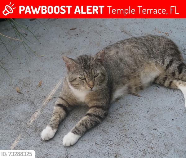 Lost Male Cat last seen Dalden Drive, Temple Terrace, FL 33617