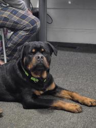 Reunited Male Dog last seen East 83rd and Cedar, Cleveland, OH 44104