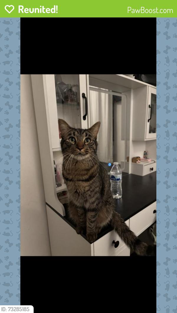 Reunited Male Cat last seen Near W 56th St, Los Angeles, CA 90037, USA, Los Angeles, CA 90037