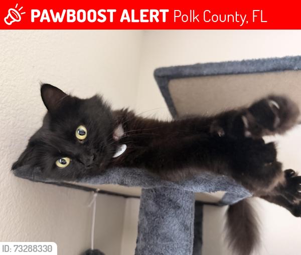 Lost Female Cat last seen Deen Still Rd 280-378, Polk County, FL 33897