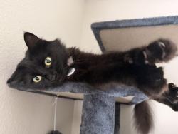 Lost Female Cat last seen Deen Still Rd 280-378, Polk County, FL 33897