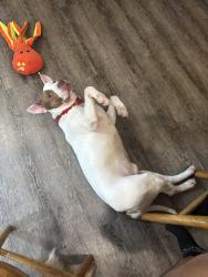 Found/Stray Male Dog last seen Columbia pike, Arlington, VA 22206