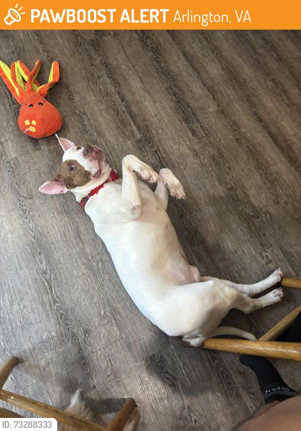 Found/Stray Male Dog last seen Columbia pike, Arlington, VA 22206