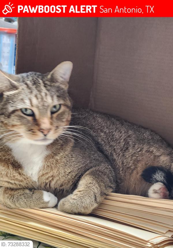 Lost Male Cat last seen Walnuts Valley, San Antonio, TX 78242