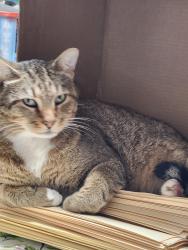 Lost Male Cat last seen Walnuts Valley, San Antonio, TX 78242