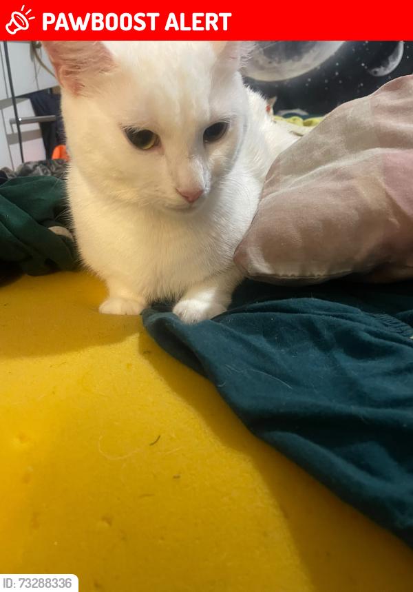 Lost Female Cat last seen Montpelier Gardens, Greater London, England 