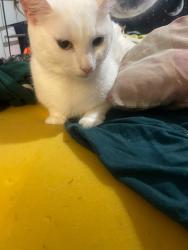 Lost Female Cat last seen Montpelier Gardens, Greater London, England 