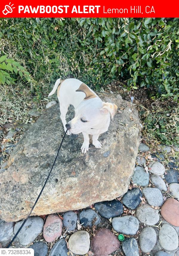 Lost Female Dog last seen Mlk, Lemon Hill, CA 95820