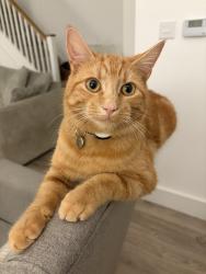 Lost Male Cat last seen Between Cresswell / Fulford / Draycott, Blythe Bridge, England 