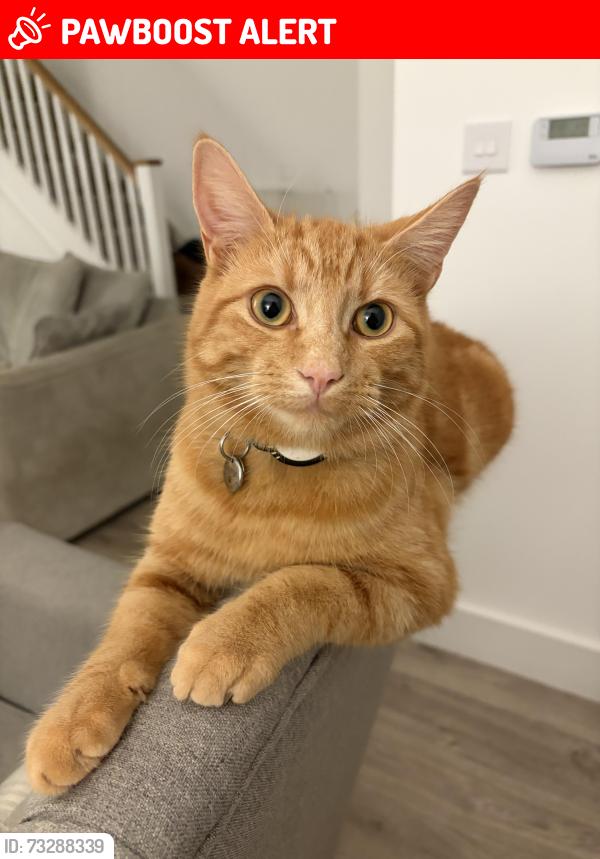 Lost Male Cat last seen Between Cresswell / Fulford / Draycott, Blythe Bridge, England 