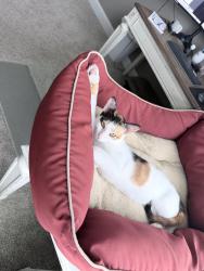 Lost Female Cat last seen Spring creek in Bridgeland, Cypress, TX 77433