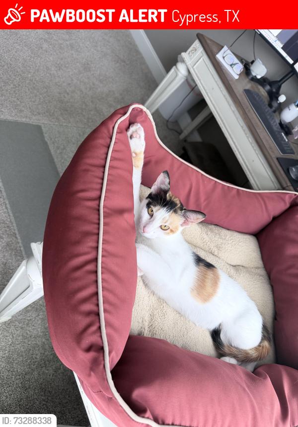 Lost Female Cat last seen Spring creek in Bridgeland, Cypress, TX 77433