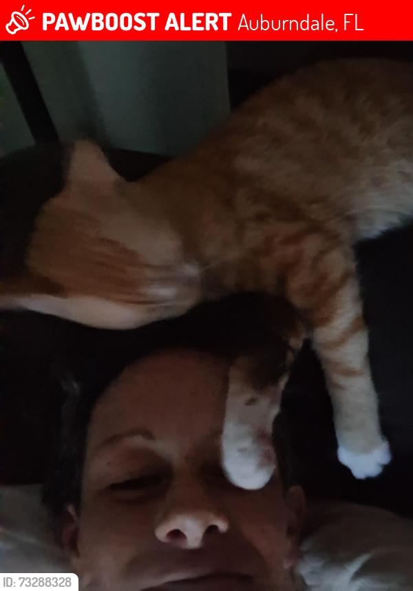 Lost Male Cat last seen Not far from baseball field/park, Auburndale, FL 33823