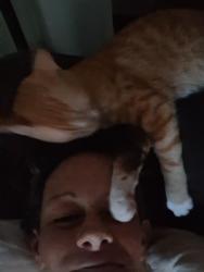 Lost Male Cat last seen Not far from baseball field/park, Auburndale, FL 33823