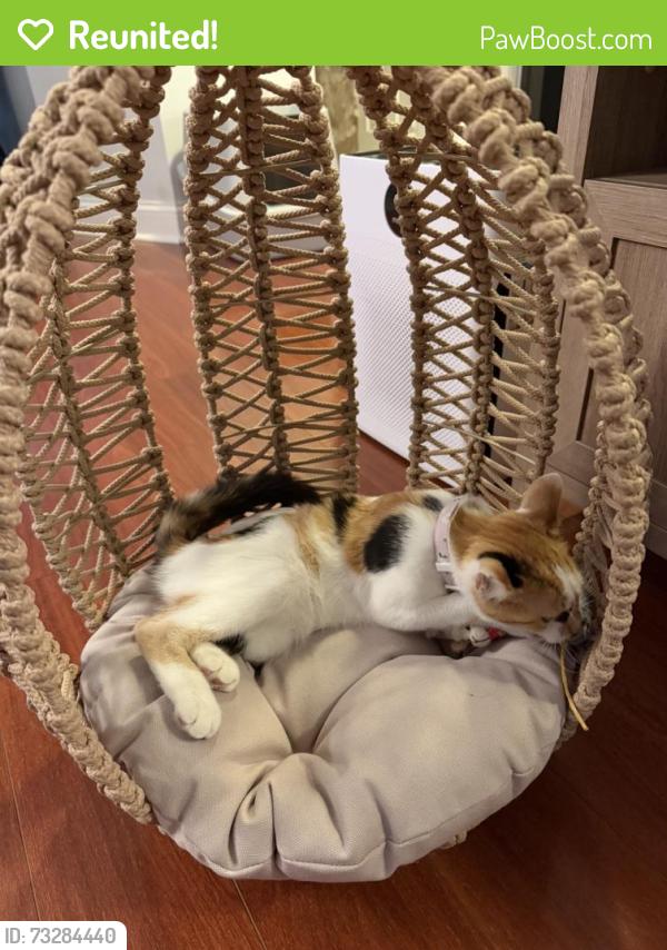 Reunited Female Cat last seen By StAnn school on W18th Pl between Leavitt and Hoyne, Chicago, IL 60608