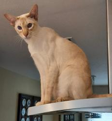 Found/Stray Male Cat last seen Near N SAN ANTONIO ROAD 9A X PASA ROBLES AVENUE LOS ALTOS, Los Altos, CA 94022