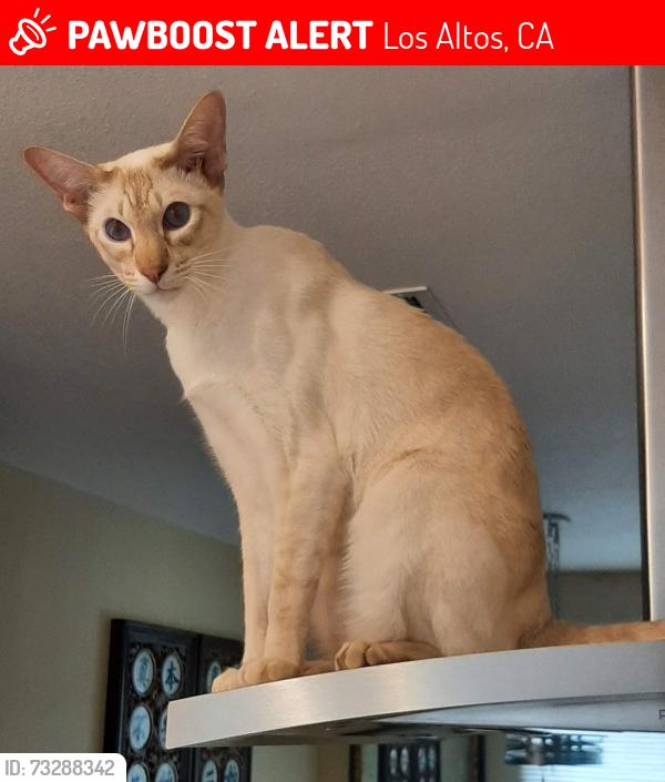 Found/Stray Male Cat last seen Near N SAN ANTONIO ROAD 9A X PASA ROBLES AVENUE LOS ALTOS, Los Altos, CA 94022