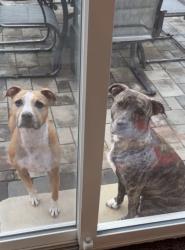 Lost Female Dog last seen Little Miami early childhood, Morrow, OH 45152