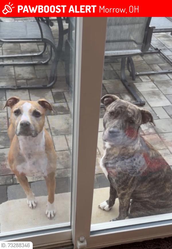 Lost Female Dog last seen Little Miami early childhood, Morrow, OH 45152