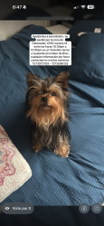 Reunited Male Dog last seen Near nursery rd y belcher, Clearwater, FL 33764