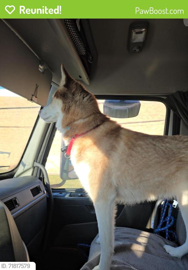 Reunited Female Dog last seen Georgetown Street and Maplegrove louisville ohio, Knox Township, OH 44634