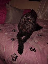 Found/Stray Female Dog last seen Oakridge farm hwy Mooresville nc, Morrisville, NC 27560
