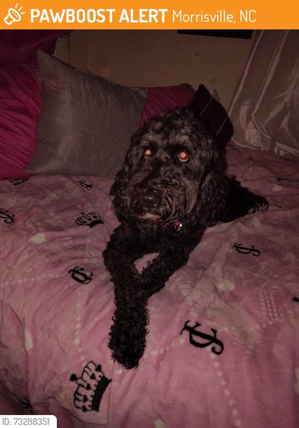Found/Stray Female Dog last seen Oakridge farm hwy Mooresville nc, Morrisville, NC 27560