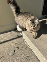 Lost Female Cat last seen Kelley drive, Stockton, CA 95207