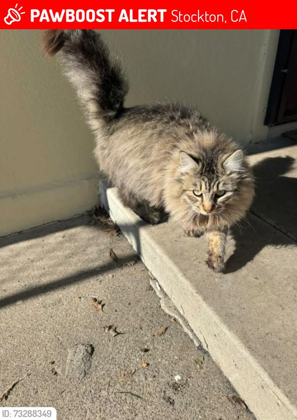 Lost Female Cat last seen Kelley drive, Stockton, CA 95207