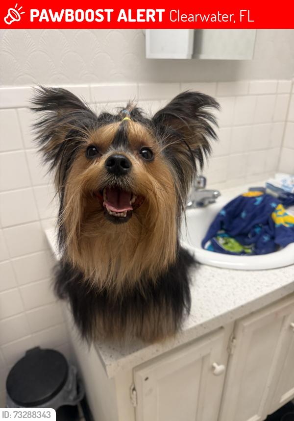 Lost Male Dog last seen En el conjunto residencial de, Clearwater, FL 33764