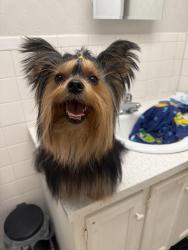 Lost Male Dog last seen En el conjunto residencial de, Clearwater, FL 33764