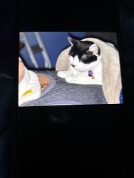 Lost Female Cat last seen Corner of 67 Nassau road lumberton nj hade a hse fire, Lumberton Township, NJ 08048