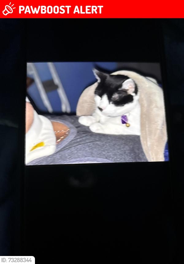 Lost Female Cat last seen Corner of 67 Nassau road lumberton nj hade a hse fire, Lumberton Township, NJ 08048