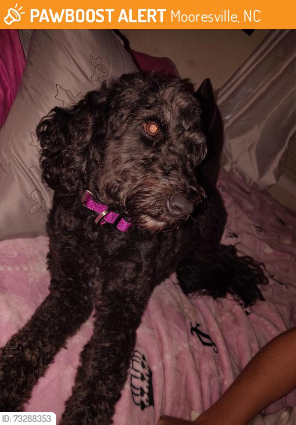 Found/Stray Female Dog last seen Oakridge farm hwy Mooresville nc, Mooresville, NC 28115