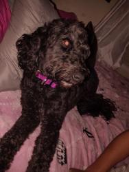 Found/Stray Female Dog last seen Oakridge farm hwy Mooresville nc, Mooresville, NC 28115