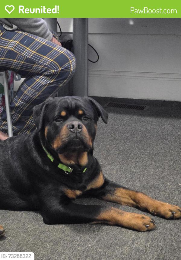 Reunited Male Dog last seen East 83rd and Cedar, Cleveland, OH 44104