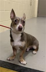 Shelter Stray Male Dog last seen , 232 Eslinger Way, Sanford, FL 32773, USA