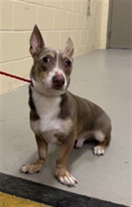 Shelter Stray Male Dog last seen , 232 Eslinger Way, Sanford, FL 32773, USA
