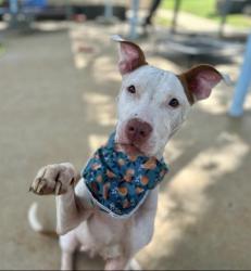 Shelter Stray Female Dog last seen CHARLOTTE, 8315 Byrum Dr, Charlotte, NC 28217, USA