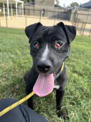 Shelter Stray Female Dog last seen CHARLOTTE, 8315 Byrum Dr, Charlotte, NC 28217, USA