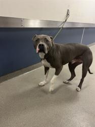 Shelter Stray Male Dog last seen Near BLOCK INGRAHAM HWY, 3599 NW 79th Ave, Doral, FL 33122, USA