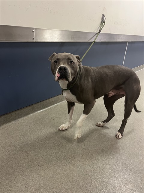 Shelter Stray Male Dog last seen Near BLOCK INGRAHAM HWY, 3599 NW 79th Ave, Doral, FL 33122, USA