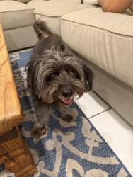 Found/Stray Male Dog last seen Coral Springs, Coral Springs, FL 33065