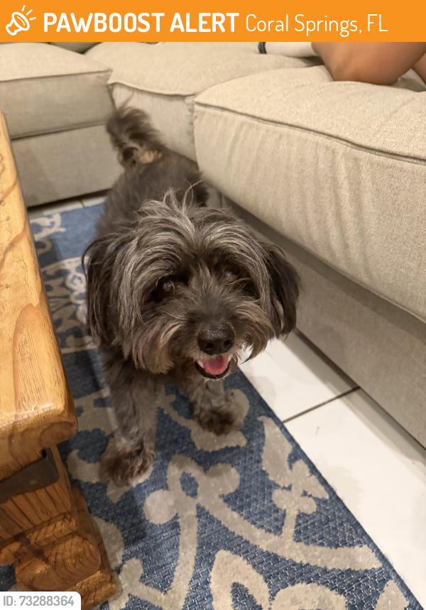 Found/Stray Male Dog last seen Coral Springs, Coral Springs, FL 33065