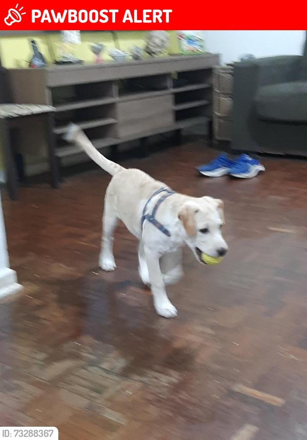 Lost Female Dog last seen Rua Jair Rodrigues, São Bernardo do Campo, SP 