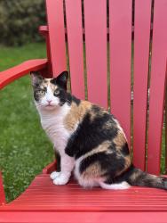 Reunited Female Cat last seen Lancaster and Guelph, Kitchener, ON N2H 4W5