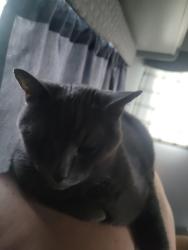 Found/Stray Male Cat last seen Rd 5, Essex County, ON 