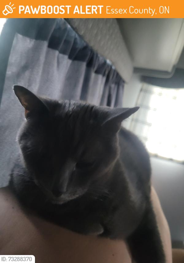 Found/Stray Male Cat last seen Rd 5, Essex County, ON 