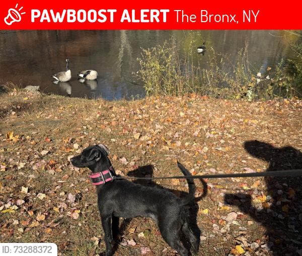 Lost Female Dog last seen Arnow ave, The Bronx, NY 10469