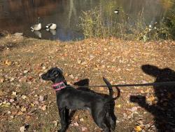 Lost Female Dog last seen Arnow ave, The Bronx, NY 10469